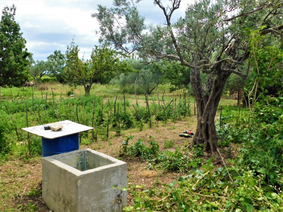 Dalmatien: Split> Kastela> Gemüse