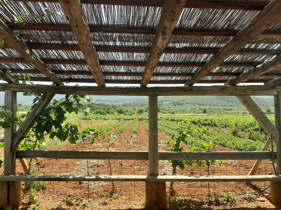 Dalmatien : STARI GRAD > Landwirtschaft