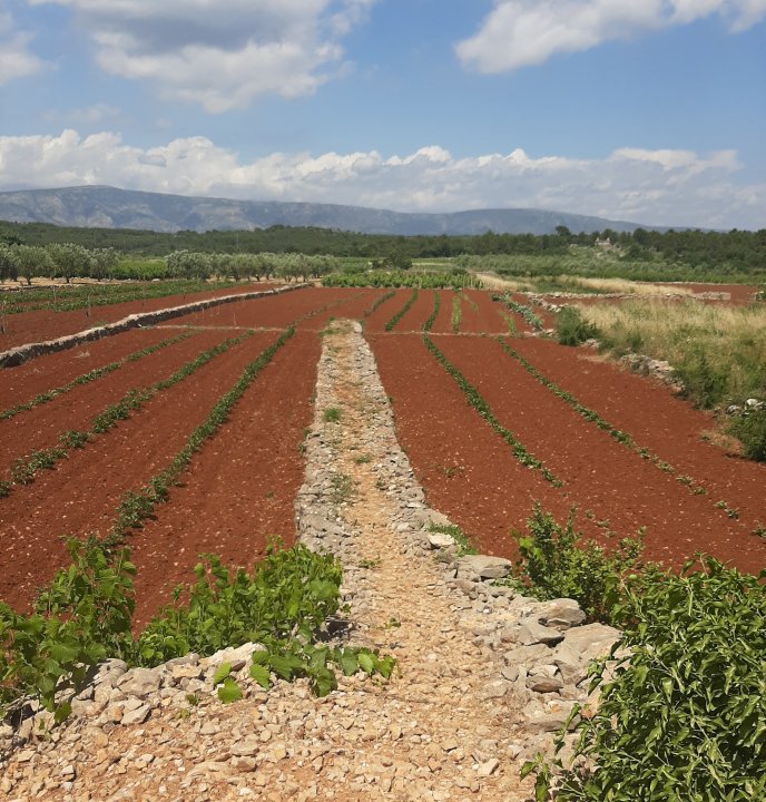 Dalmatien : STARI GRAD > Landwirtschaft