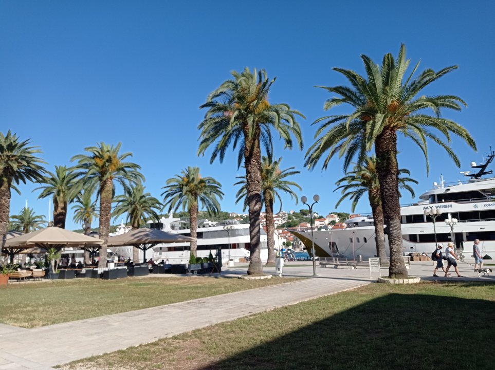 Dalmatien: Trogir> Stadt> Palmen