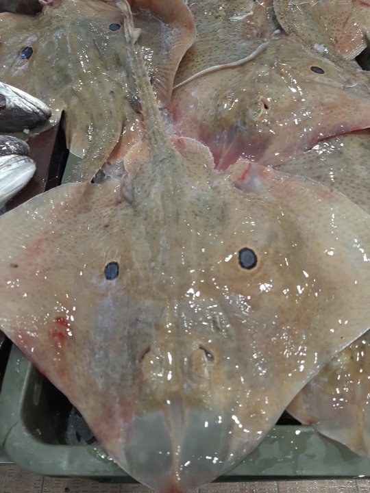 Dalmatien: ZADAR > Fischmarkt