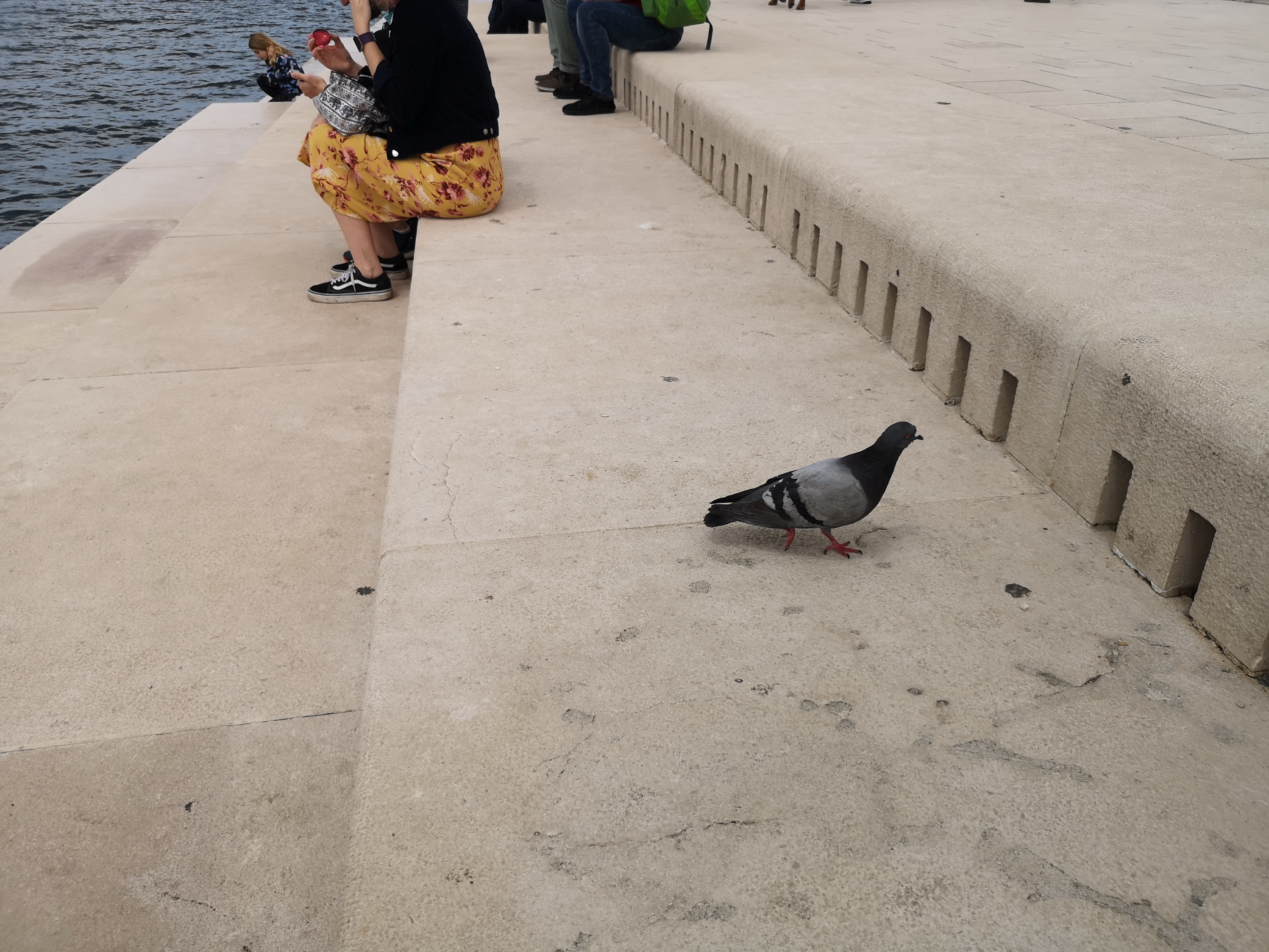 Dalmatien: ZADAR > Wildtaube