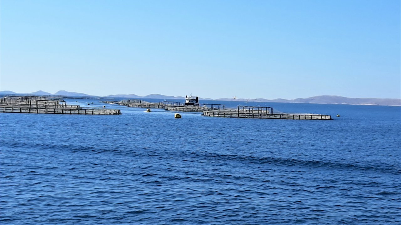 Dalmatien: ZADAR > Zuchtstation