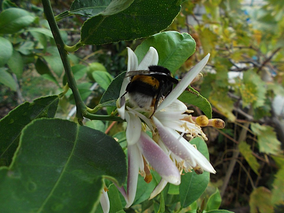 DSCF0438.JPG