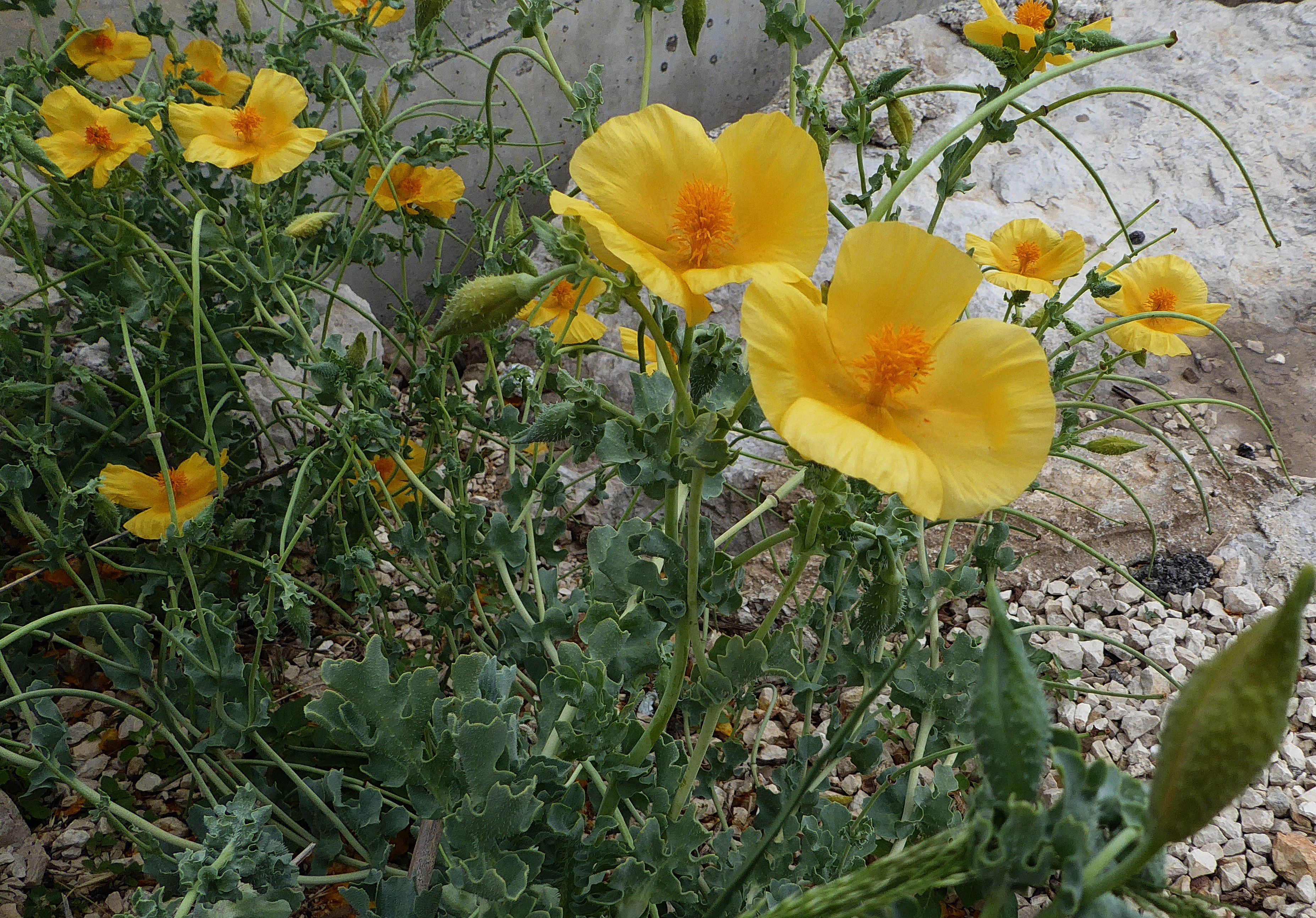 Gelber Hornmohn (Glaucium flavum) .jpg