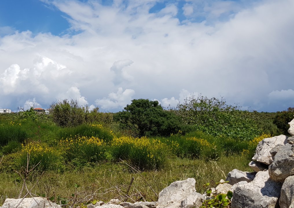 INSEL PAG: NOVALIJA: Wilder Ginster