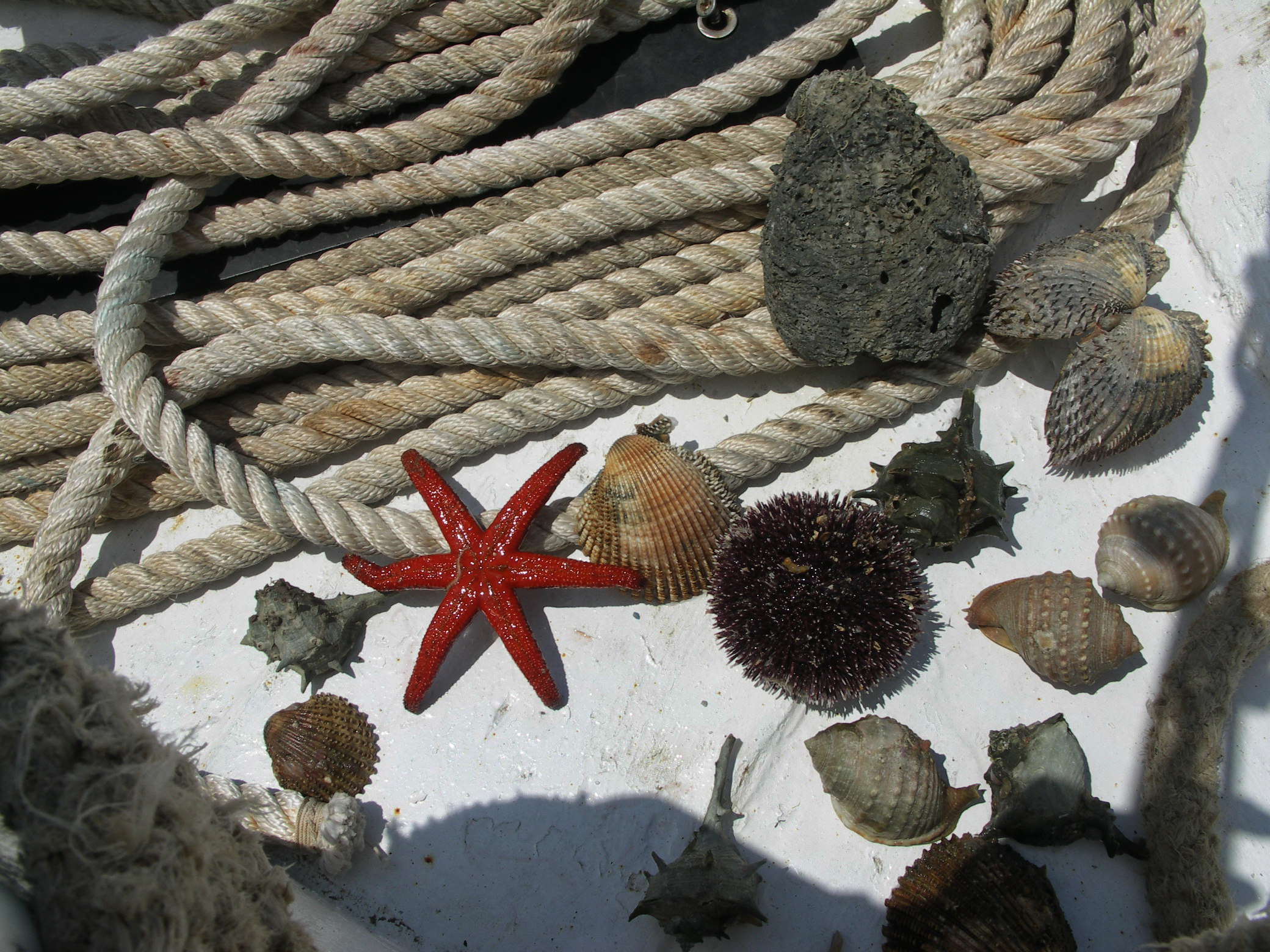 Istrien: bei POREC > Beifang