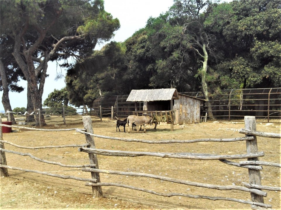 Istrien: BRIJUNI > Esel.JPG