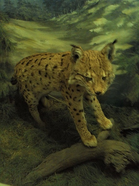 Istrien BRIJUNI Inselmuseum 1.JPG