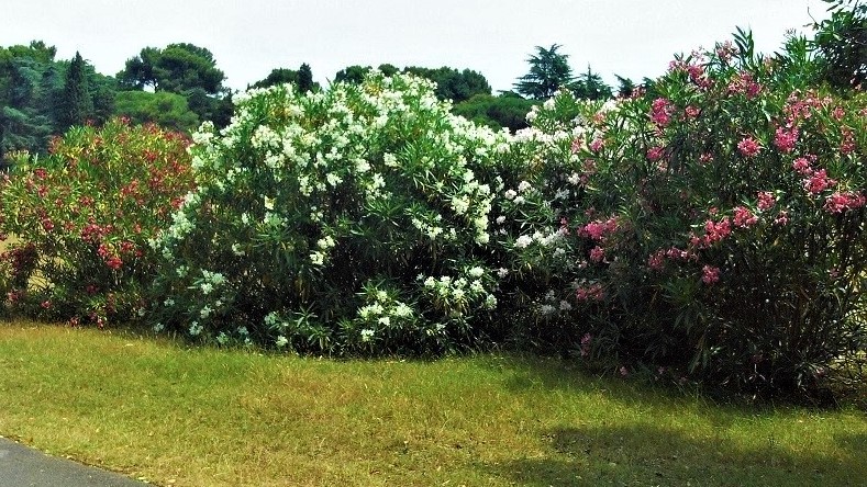 Istrien BRIJUNI Mediterraner Garten 2.JPG