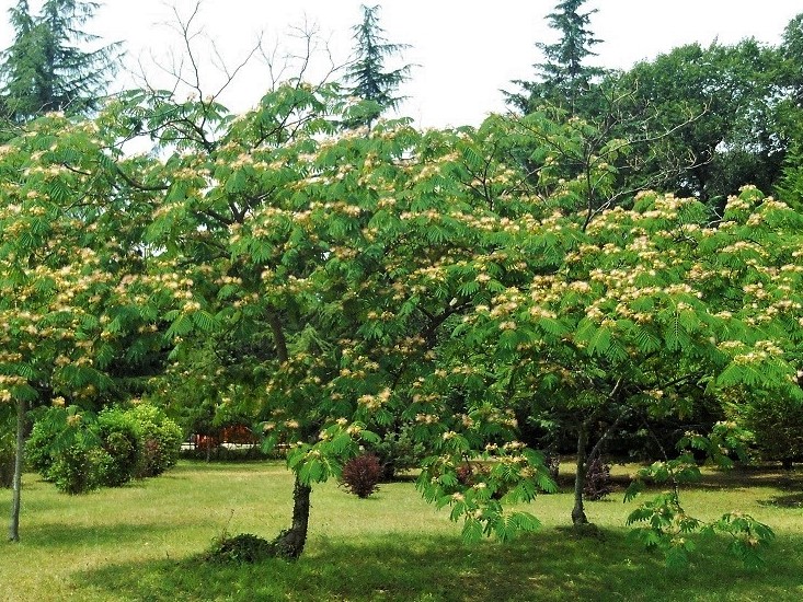 Istrien BRIJUNI Mediterraner Garten 6.JPG