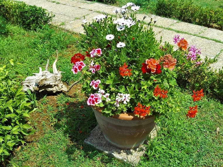 Istrien BRIJUNI Mediterraner Garten 7.JPG