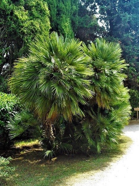 Istrien BRIJUNI Mediterraner Garten 8.JPG