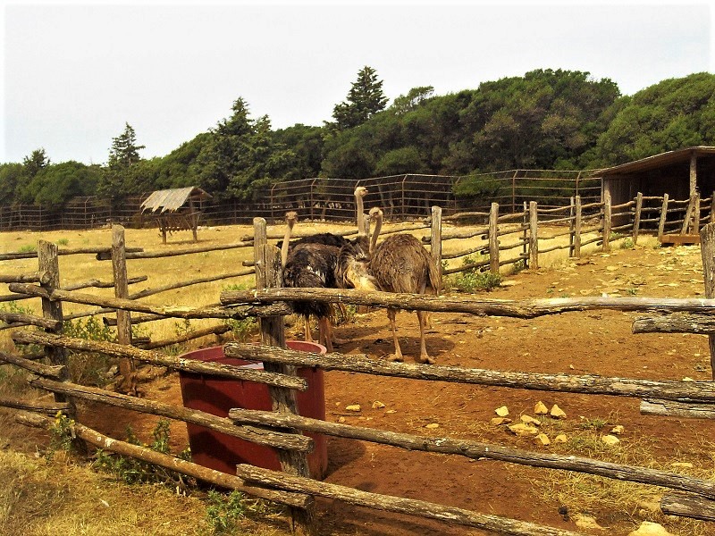 Istrien BRIJUNI Nationalpark 1.JPG