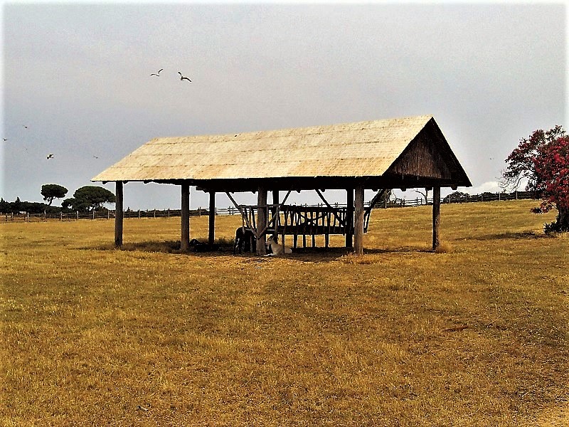 Istrien BRIJUNI Nationalpark 2.JPG