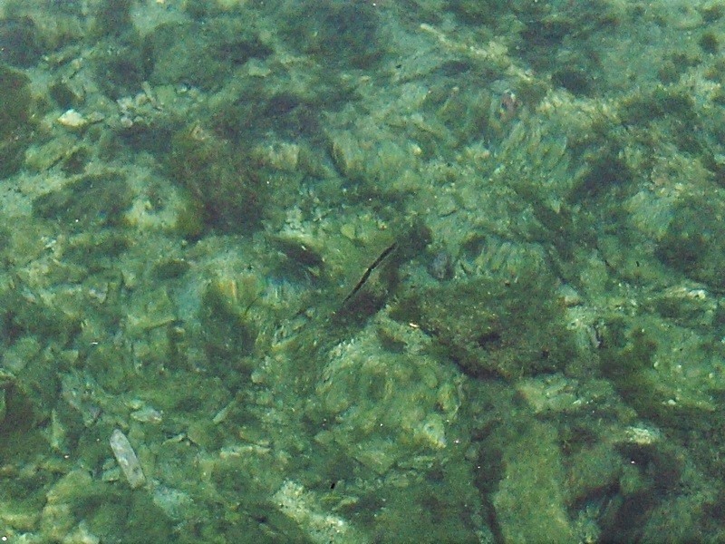 Istrien BRIJUNI Steckmuschel.JPG