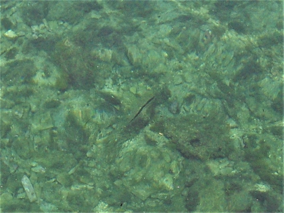 Istrien: BRIJUNI > Steckmuschel.JPG