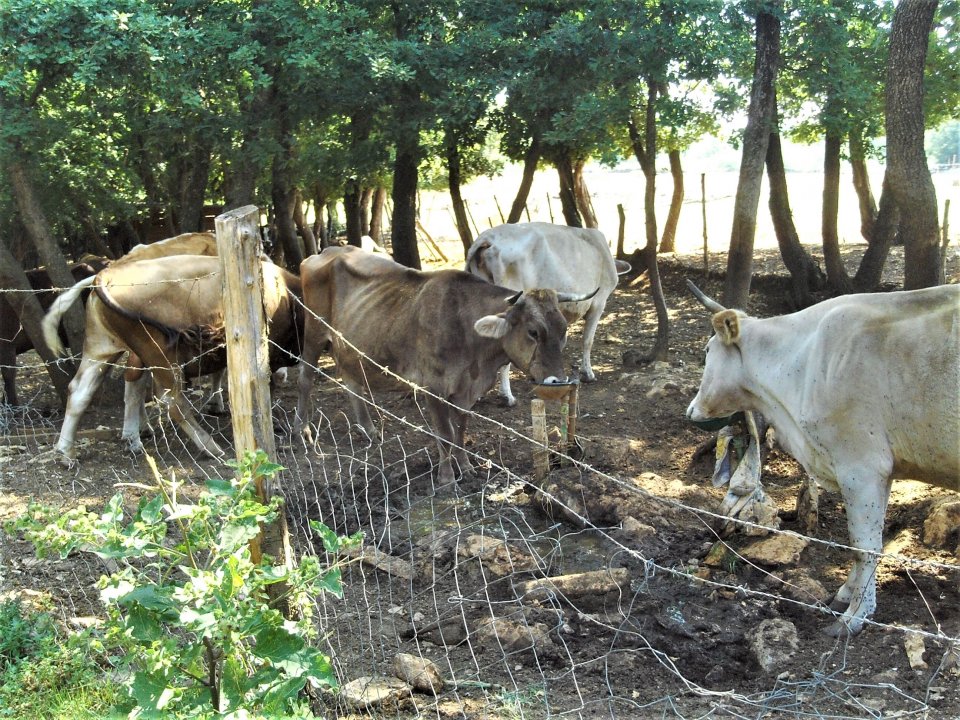 Istrien: BRTONIGLA > Rinder.JPG