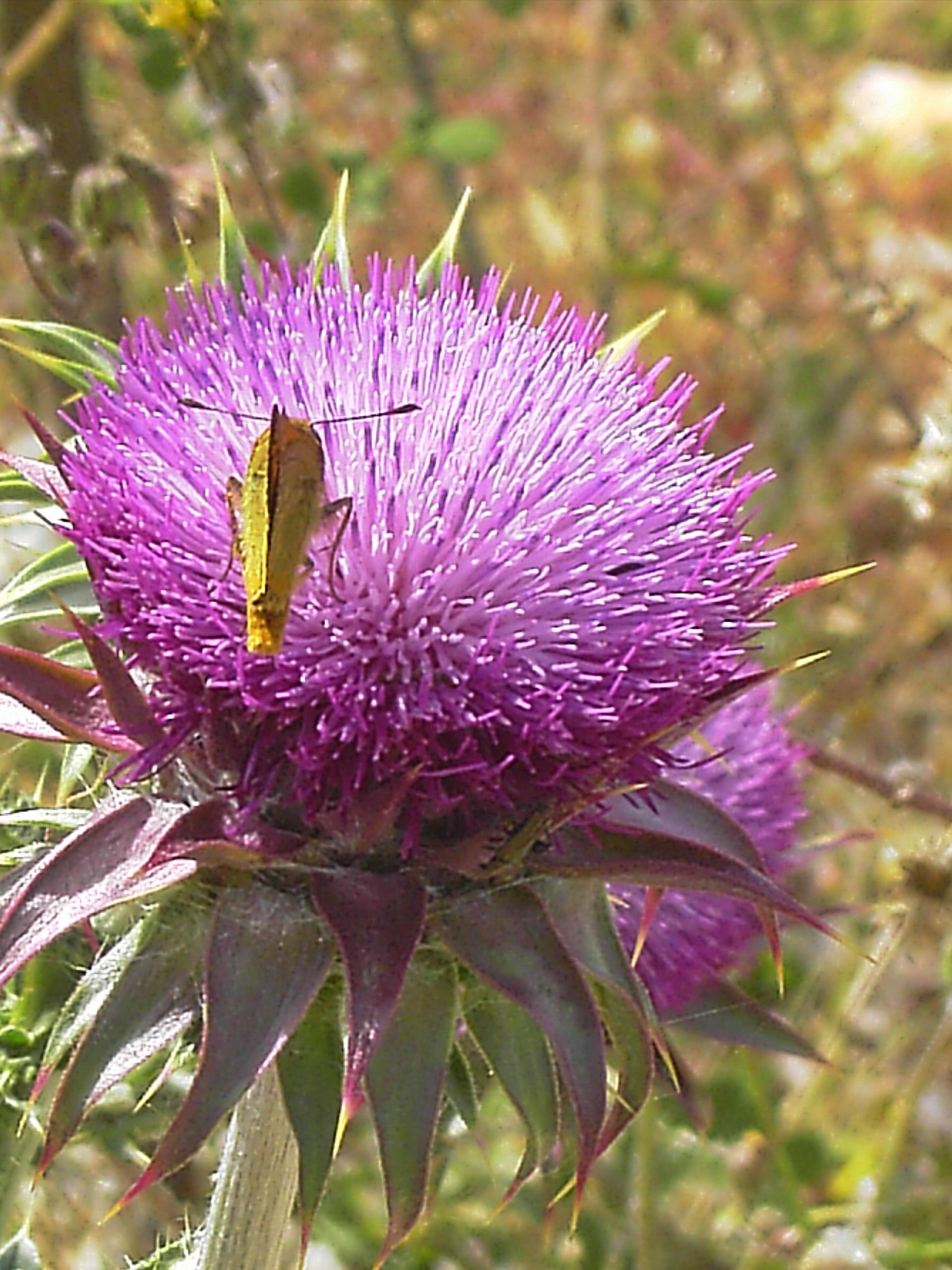 Istrien: DRENJE > Mariendistel