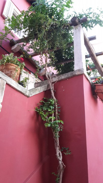 Istrien: FAŽANA > schöner Hinterhof