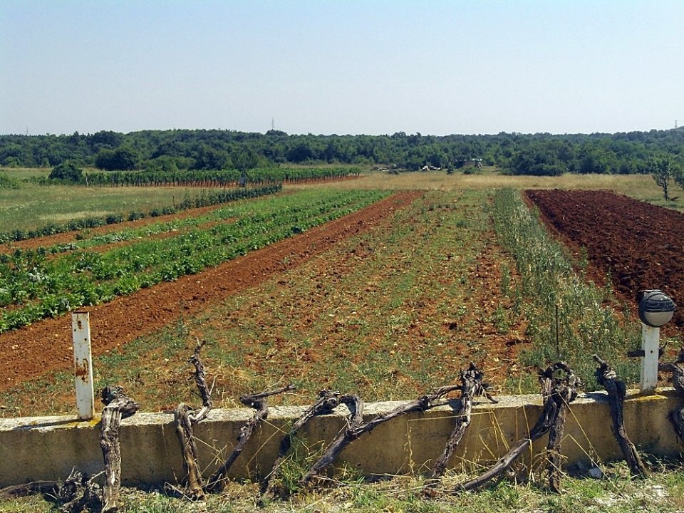 Istrien: FLENGI > Felder.JPG