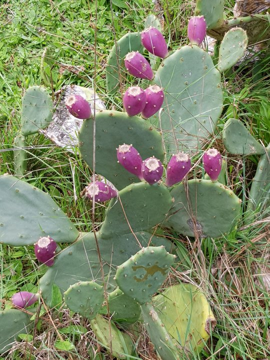 ISTRIEN: Insel Briuni: Kaktus mit Früchten