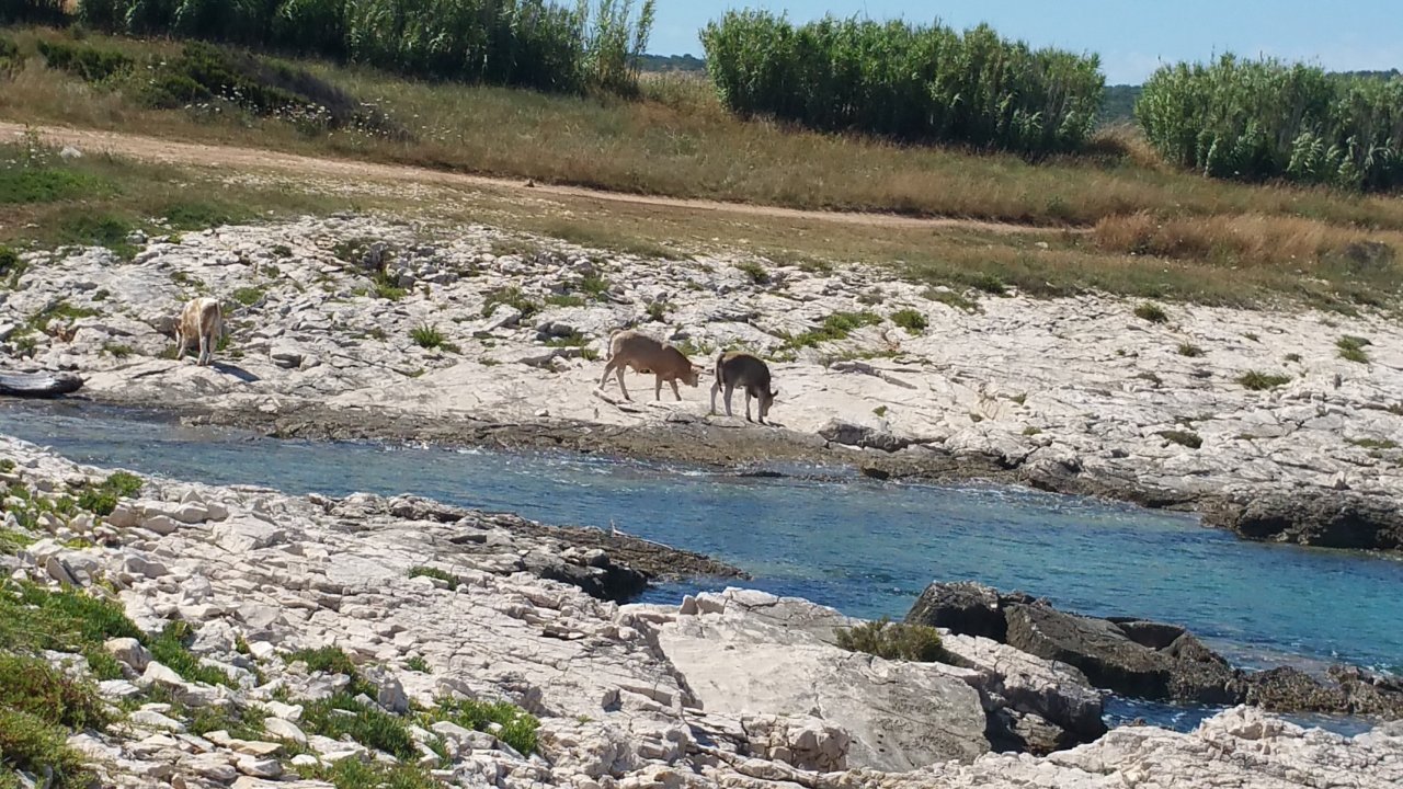 Istrien: LIZNJAN > Kühe in der Bucht
