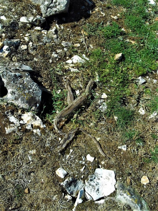 Istrien: NESACTIUM > Schlangenhaut.JPG