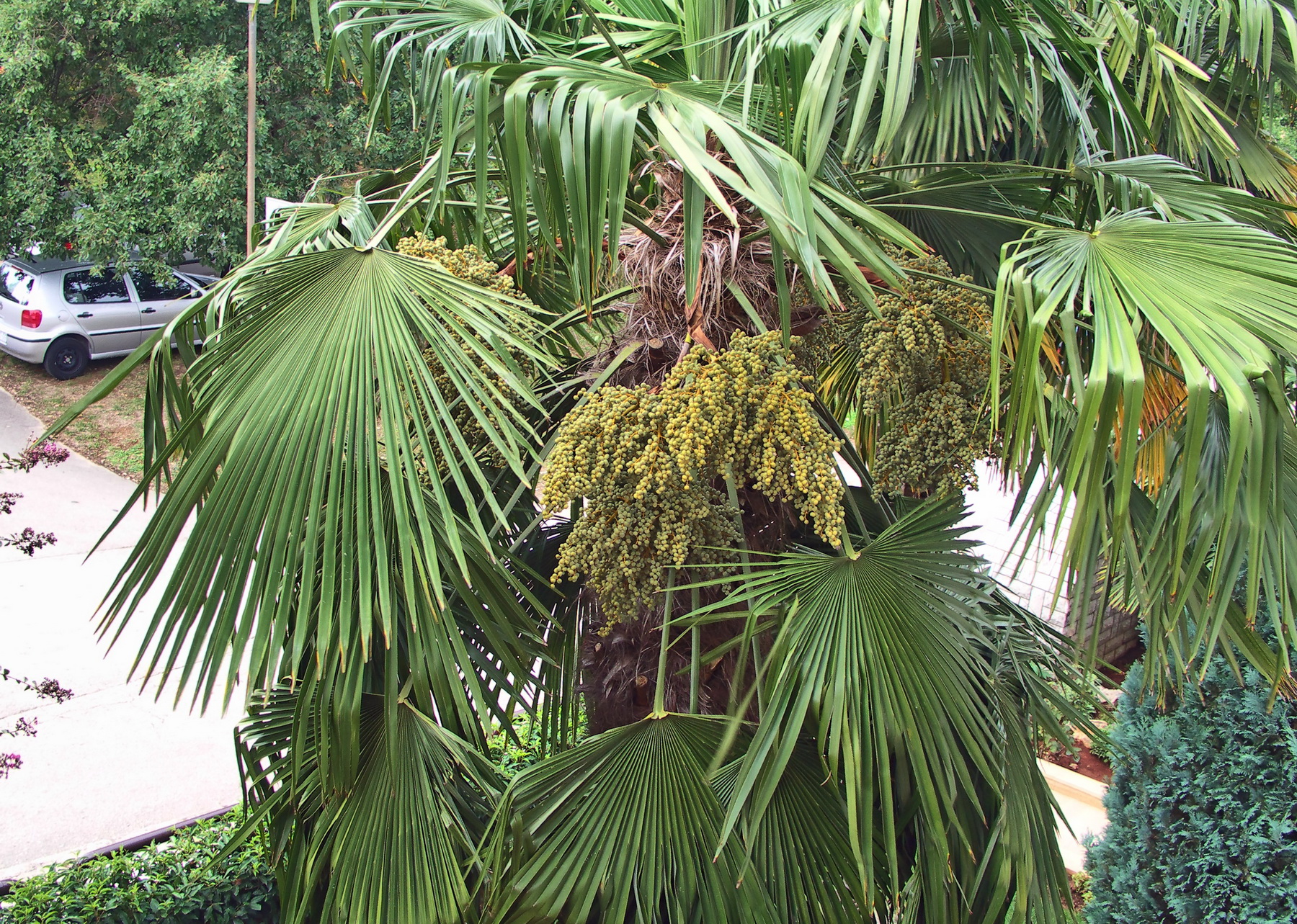 Istrien: POREC > grüne Palmenfrüchte