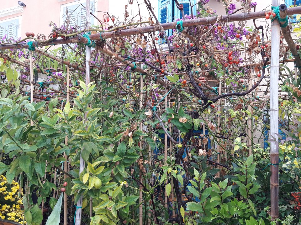 ISTRIEN: ROVIJN: herbstlicher Garten