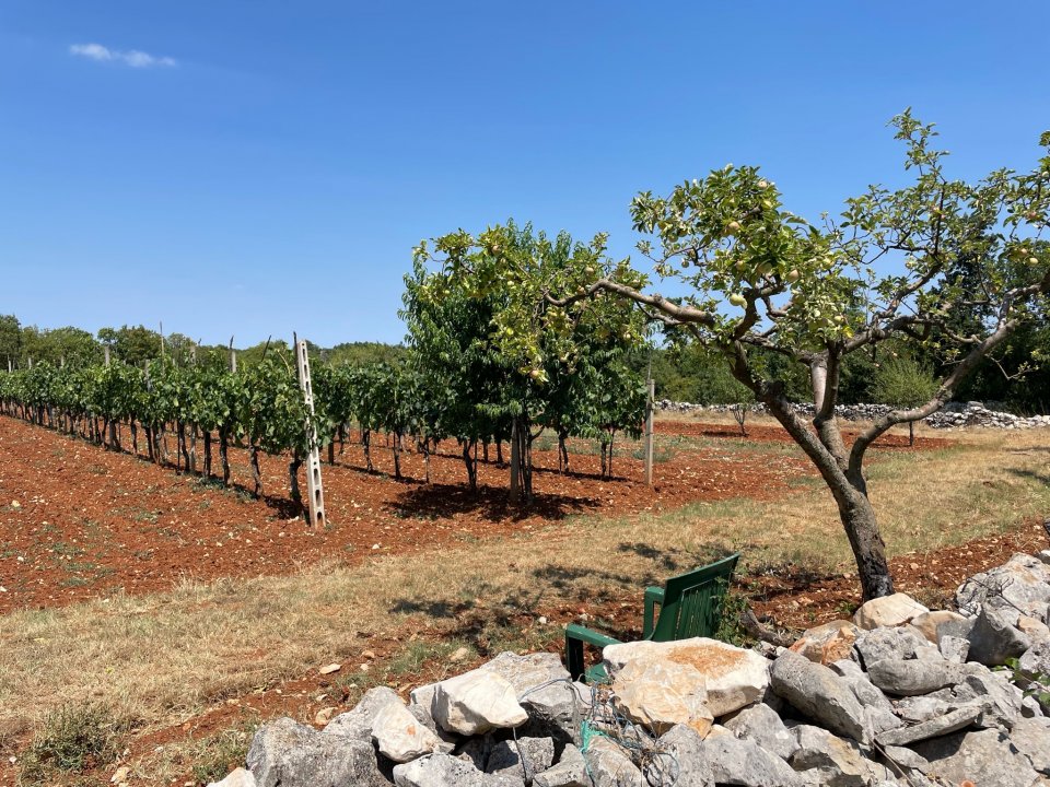 Istrien, SVETVINCENAT, Kleinbäuerliche Plantage