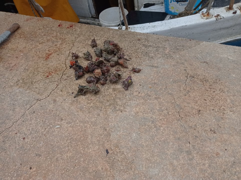 Istrien: Umag> Meeresfrüchte