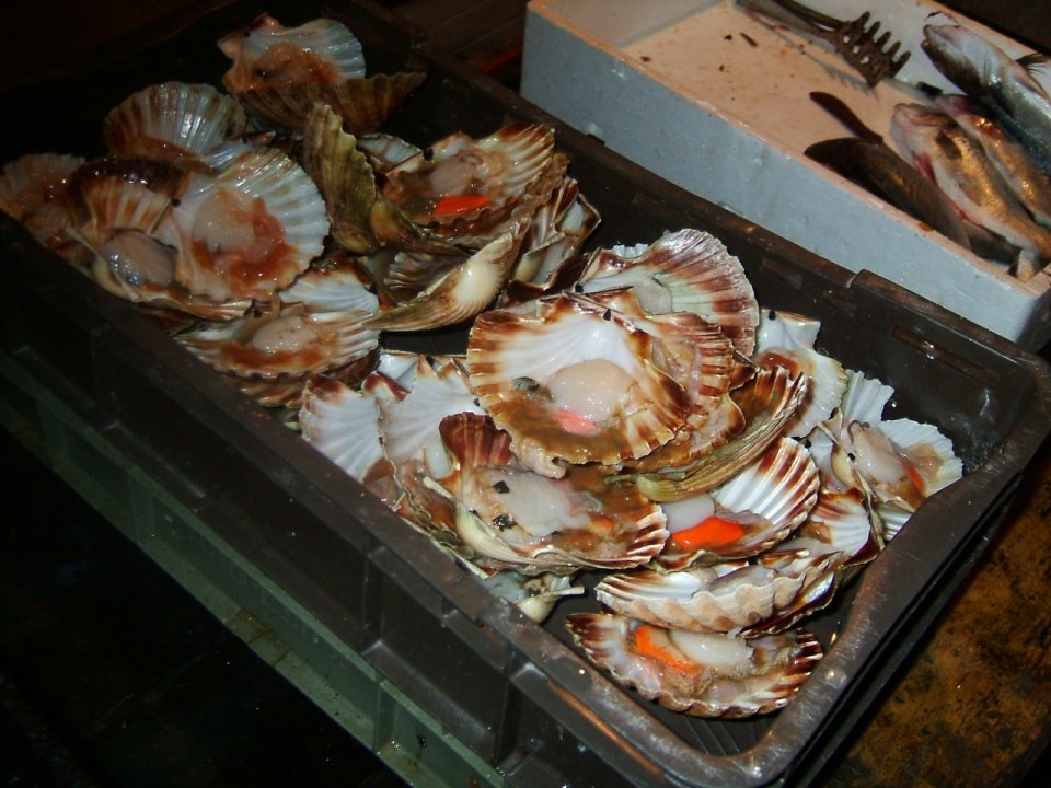 Istrien: Vrsar > Fischerfest