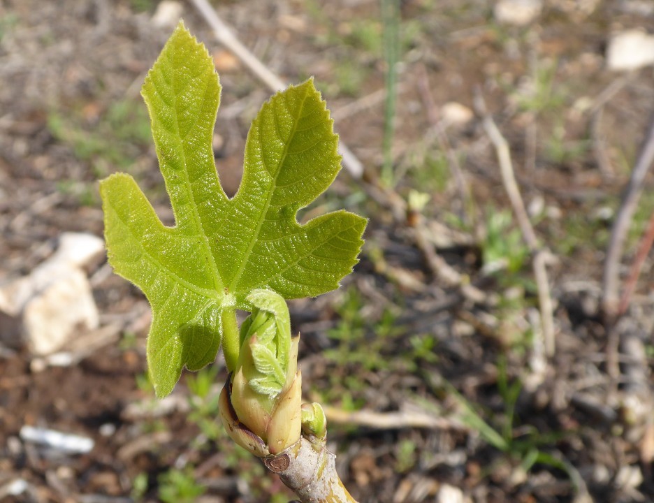junges Feigenblatt