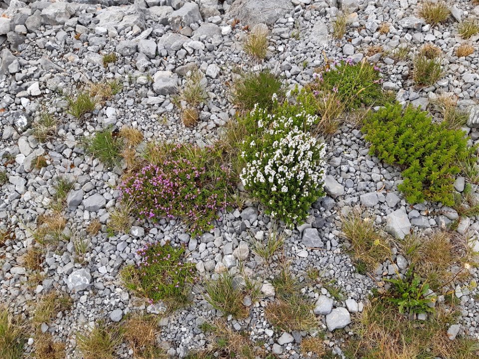 Kvarner: BASKE OSTARJE > Es blüht.jpg
