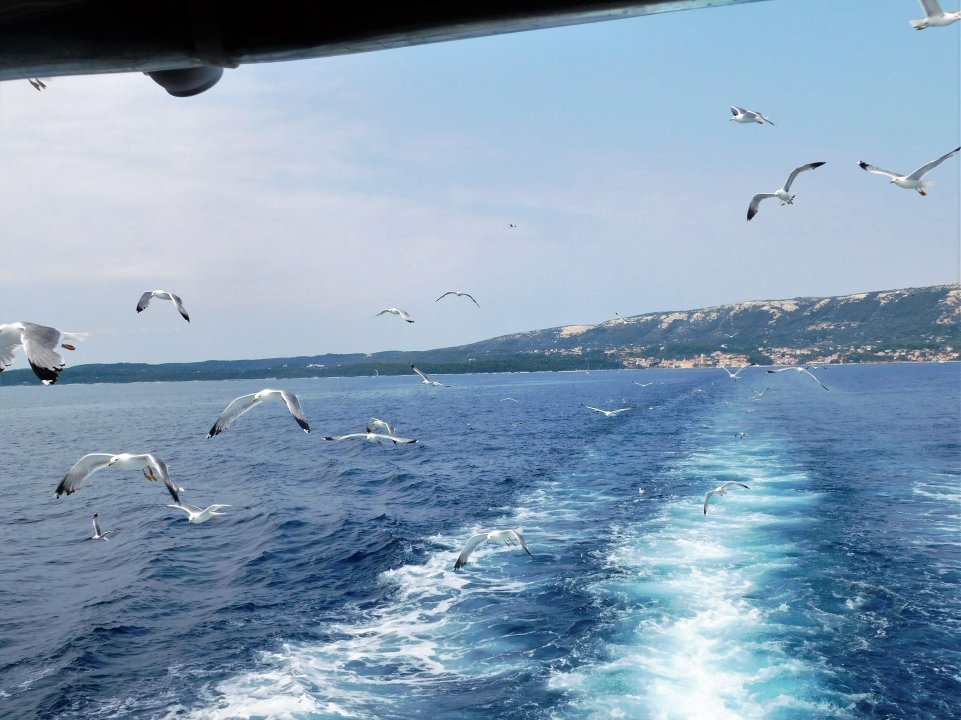 Kvarner Bucht: Rab> Möwen