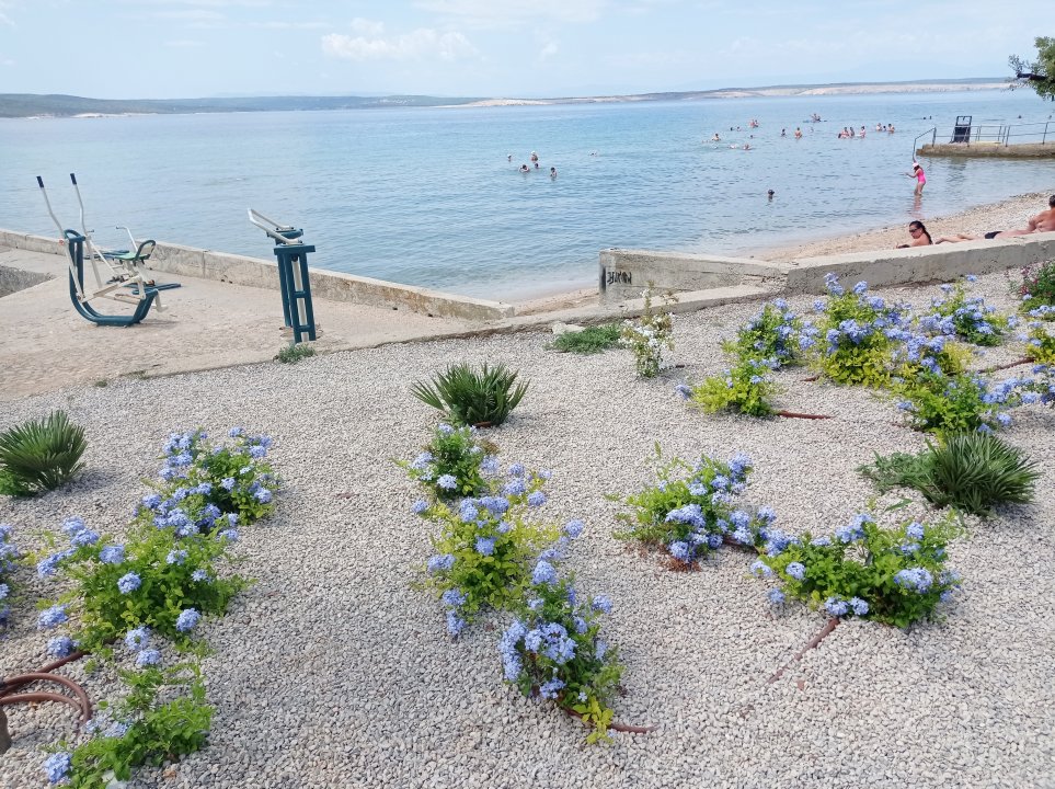 Kvarner: Crikvenica> Strandblumen