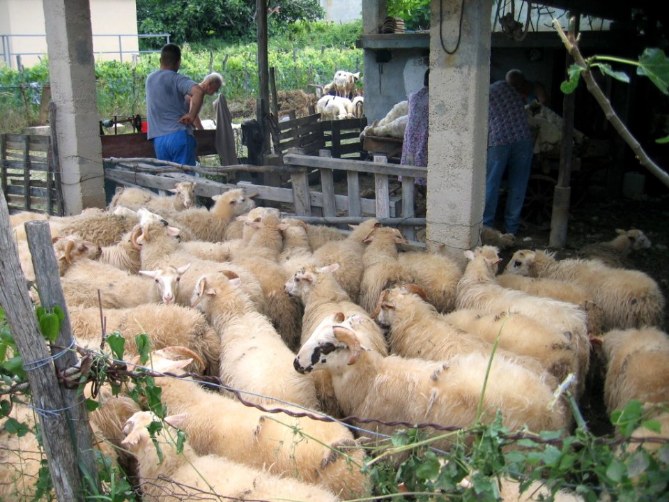 Kvarner: DRAGA BASCANSKA> Schafe im Pferch warten auf den Friseur