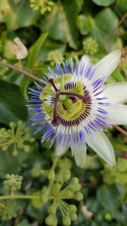 Kvarner; INSEL PAG; Novalja; Passionsblume