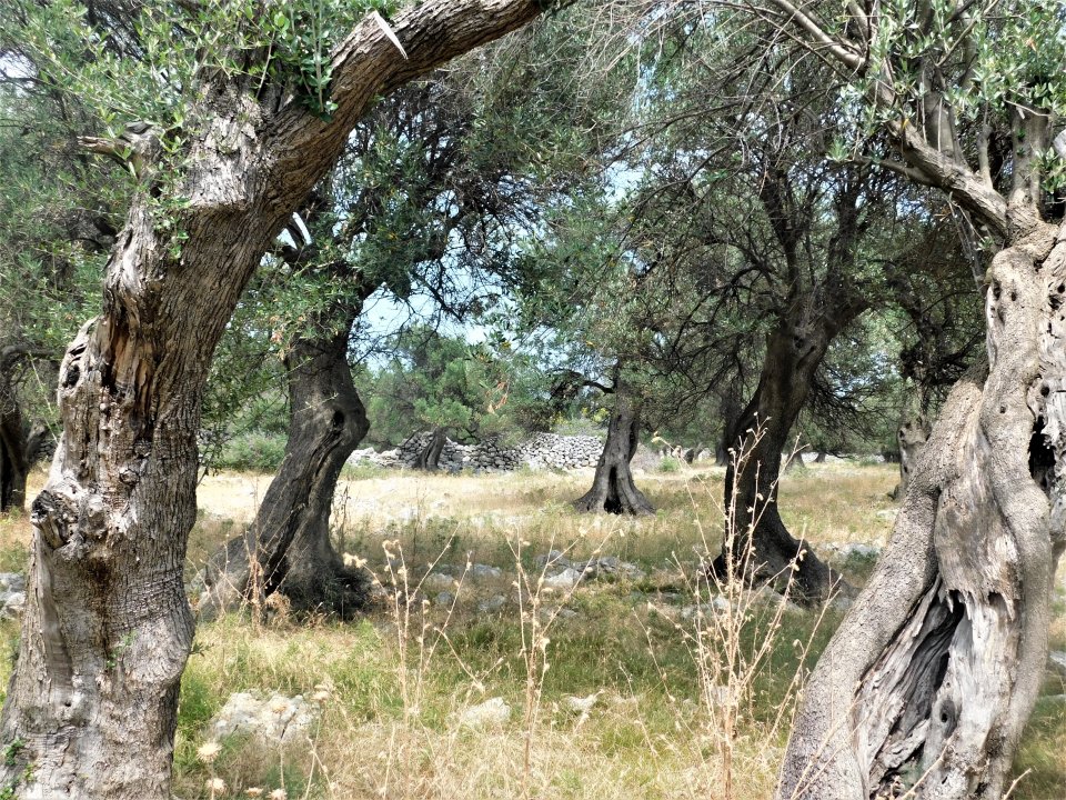 Kvarner > LUN auf Insel Pag> Olivenbäume