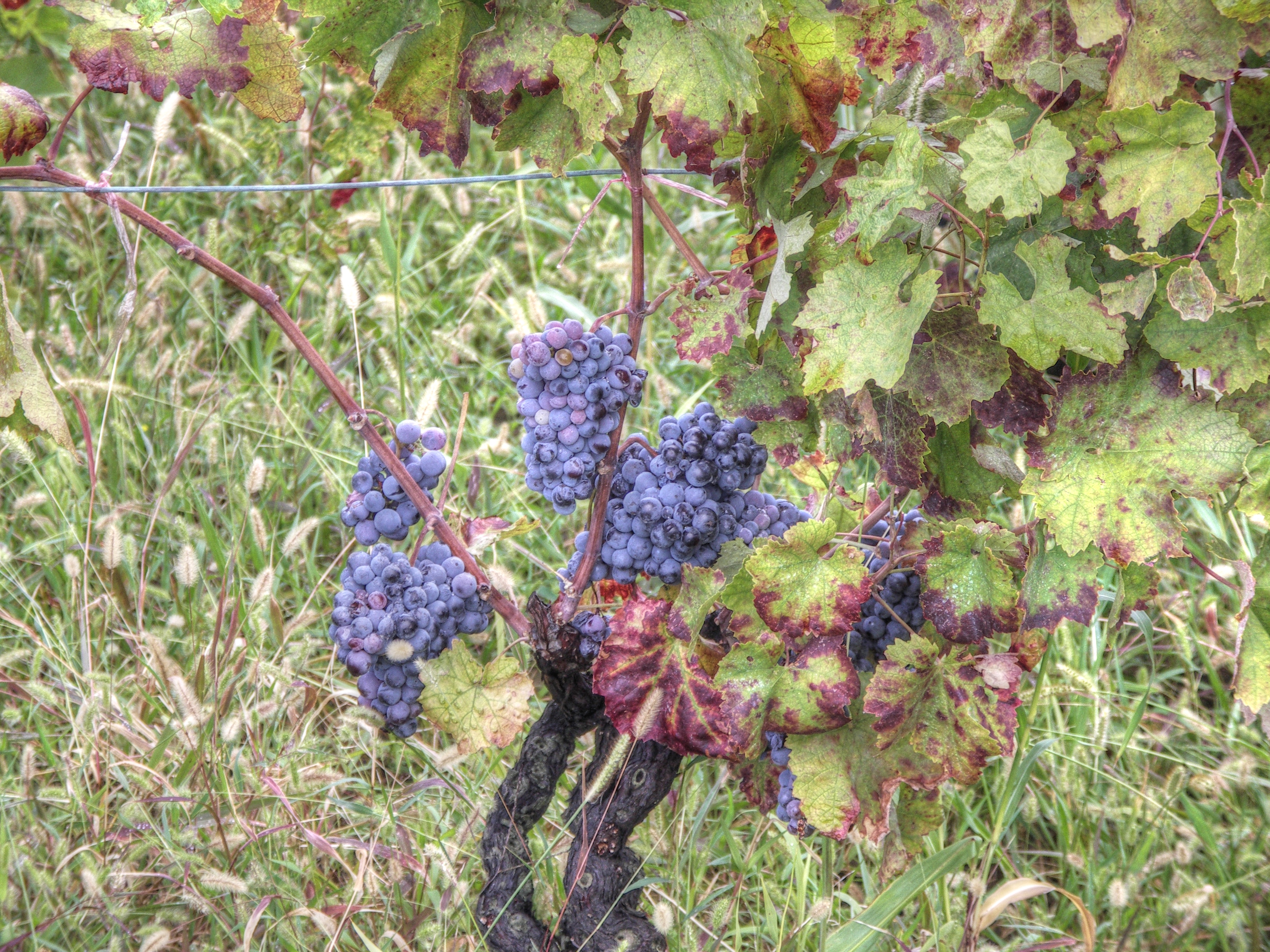 Kvarner: Stad PAG > Reben