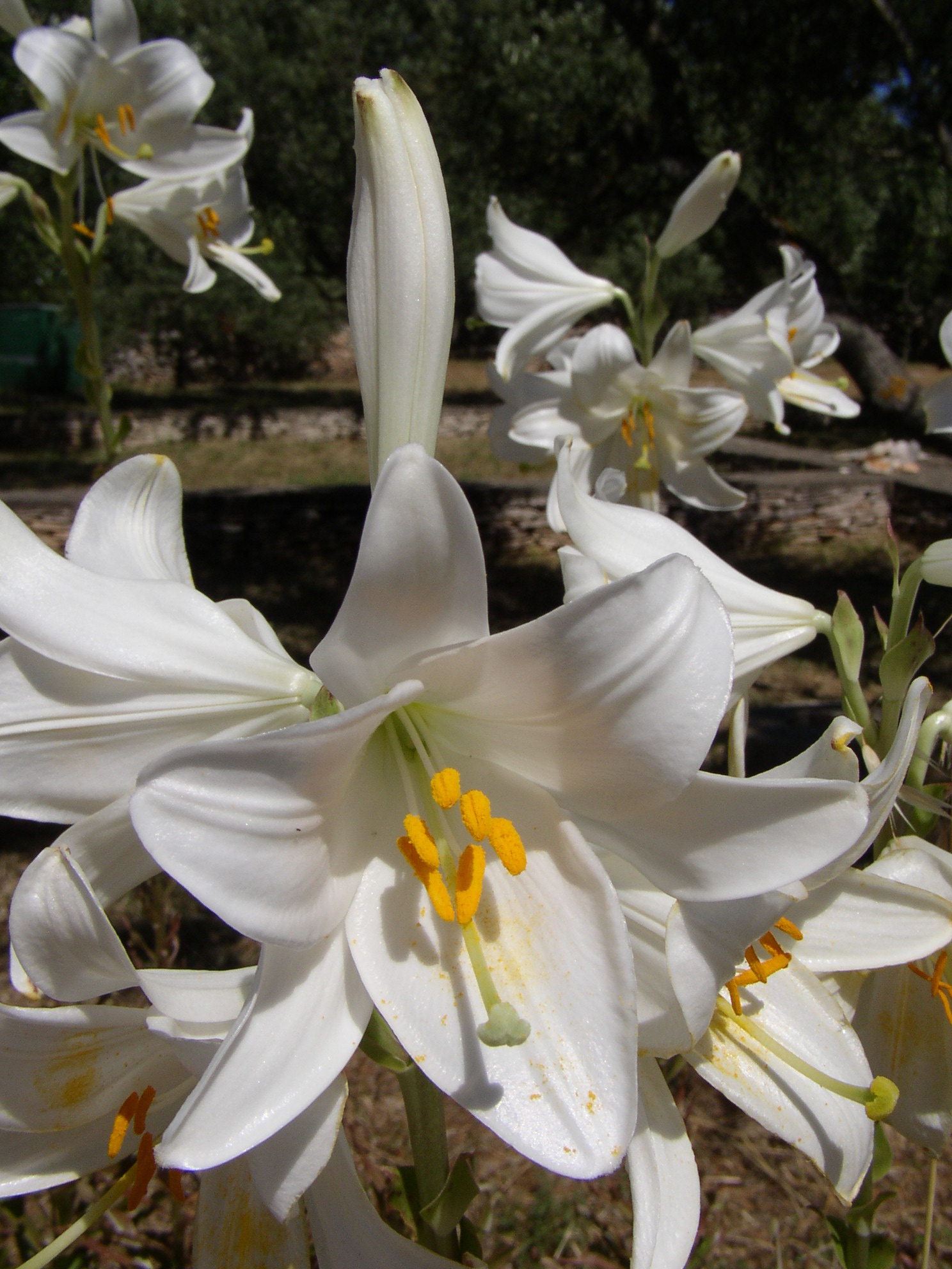 Madonnenlilie,Lilium candidum