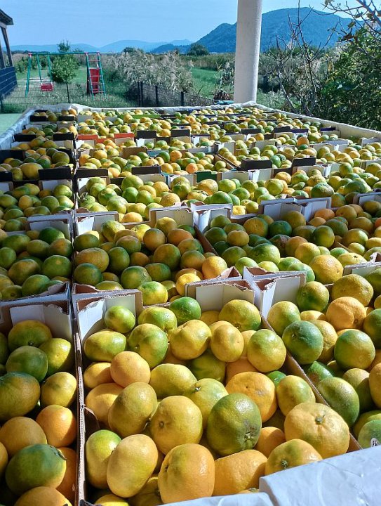 Mandarinenernte im Neretvatal