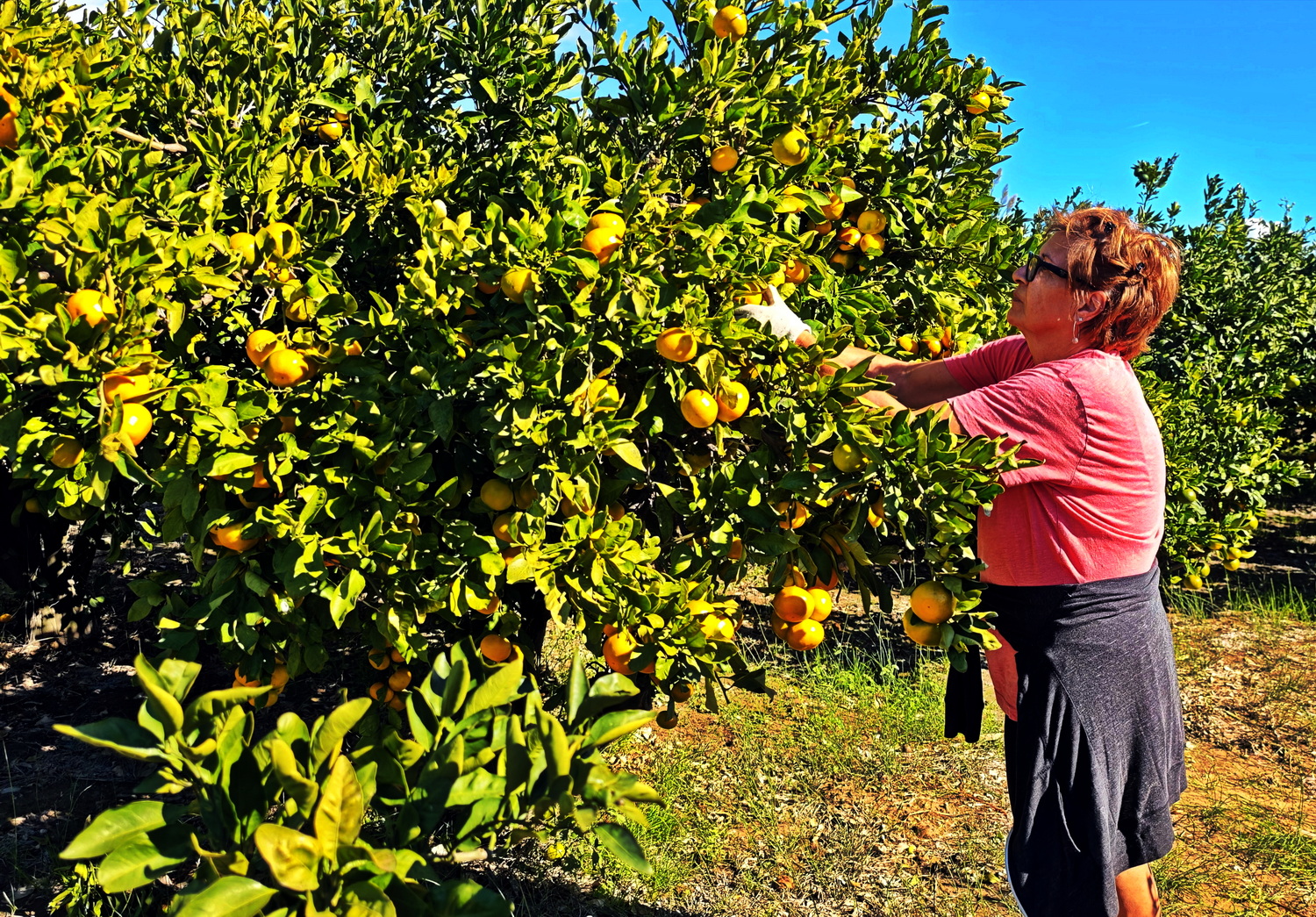 Mandarinenernte Oktober 2025