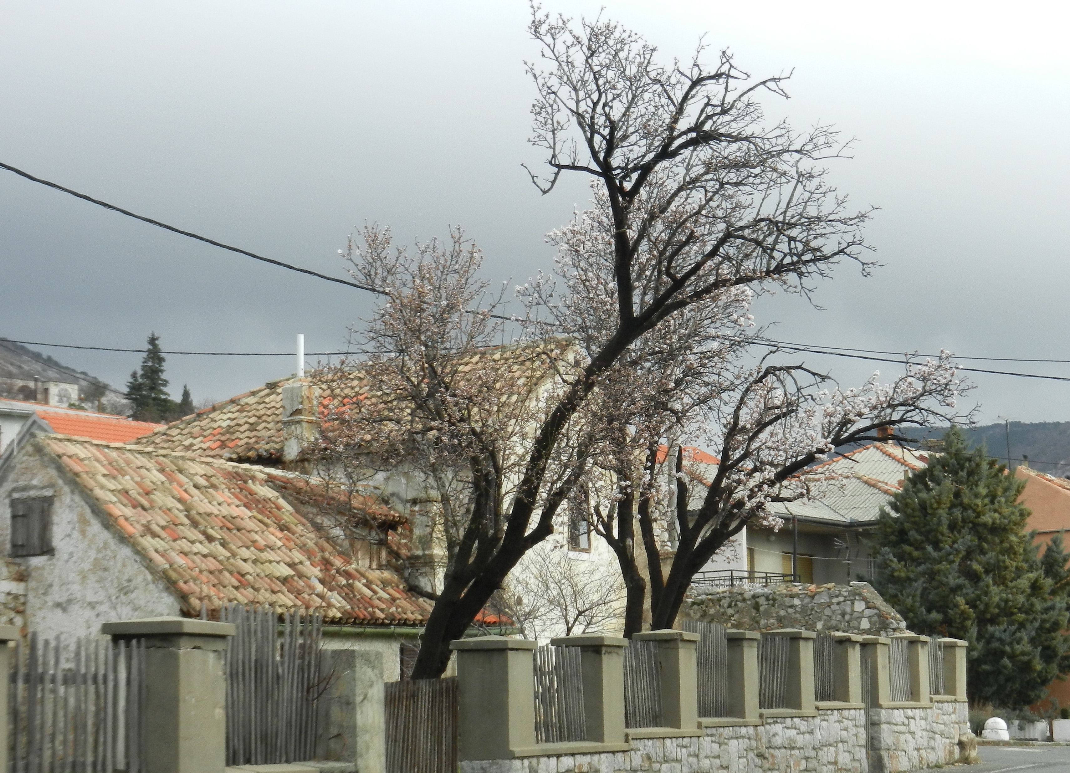 Mandelbäume (2).JPG