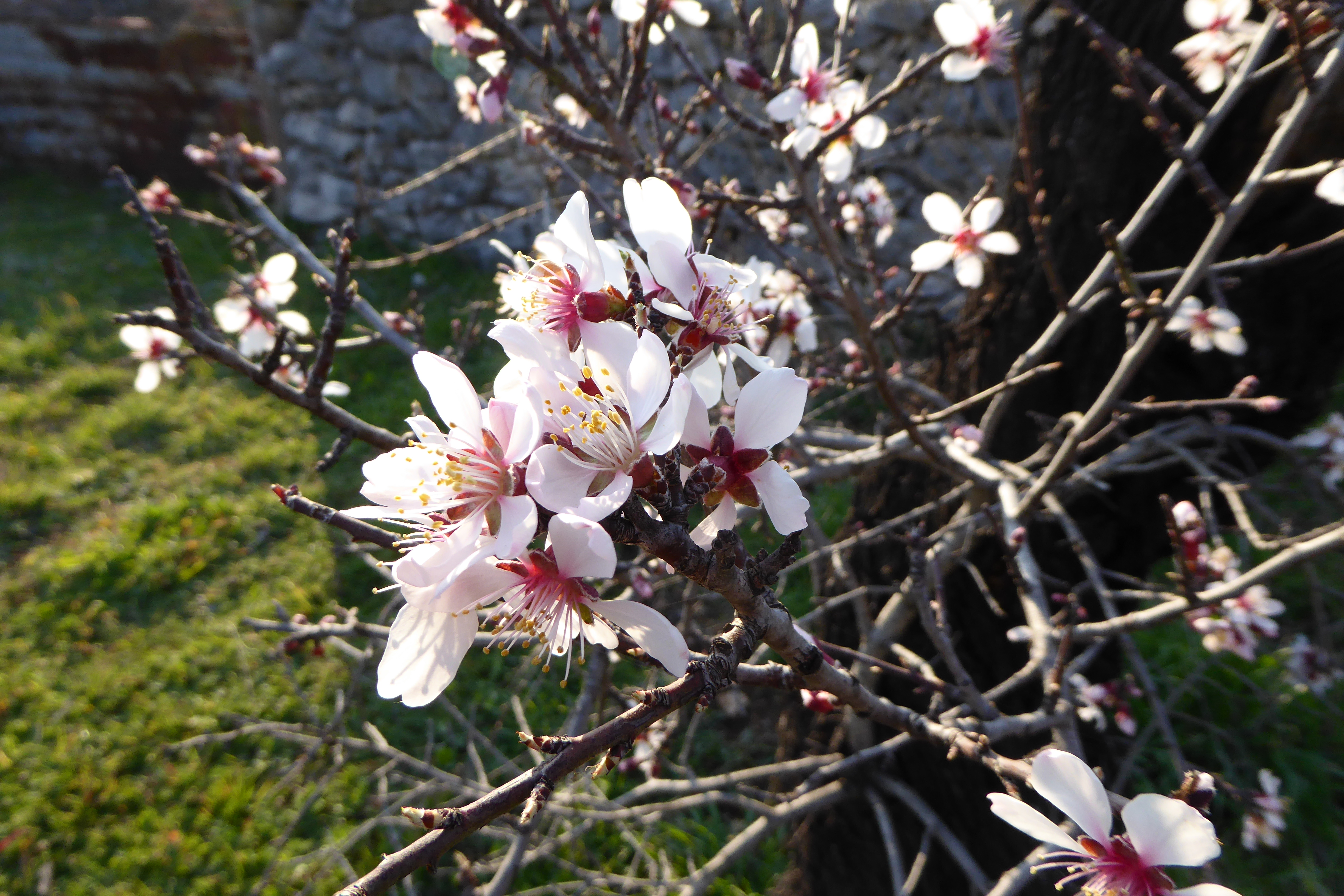 Mandelbäume (5).JPG