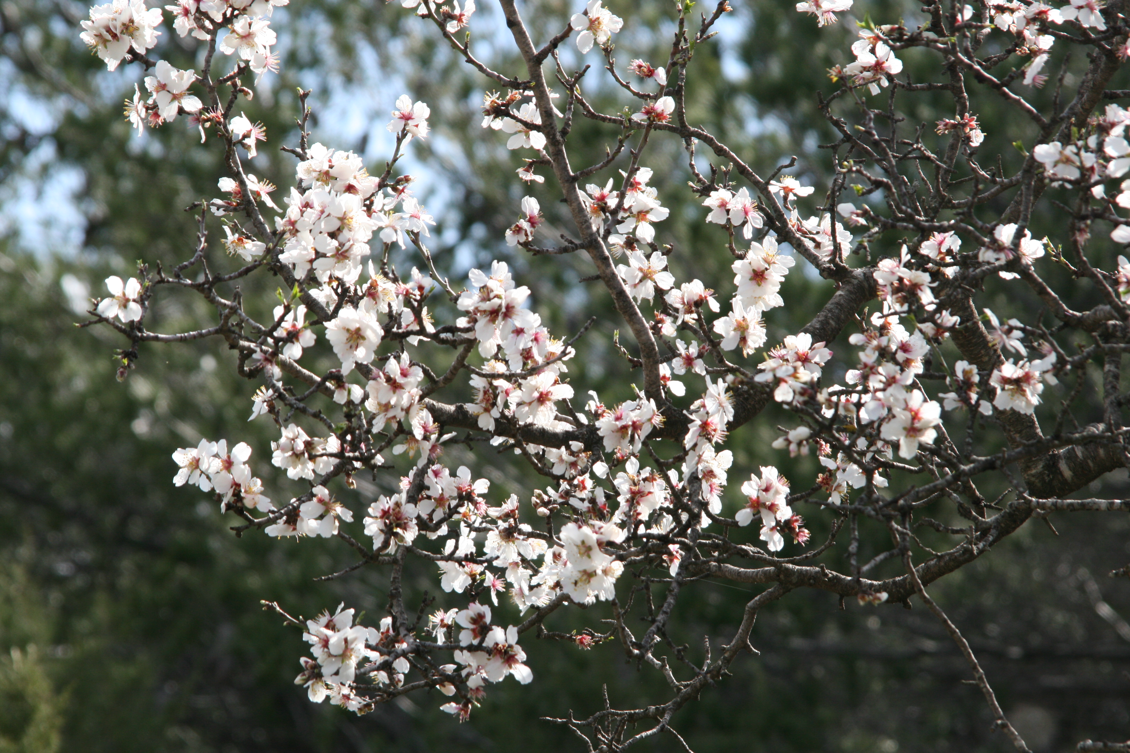 Mandelbäume (7).JPG