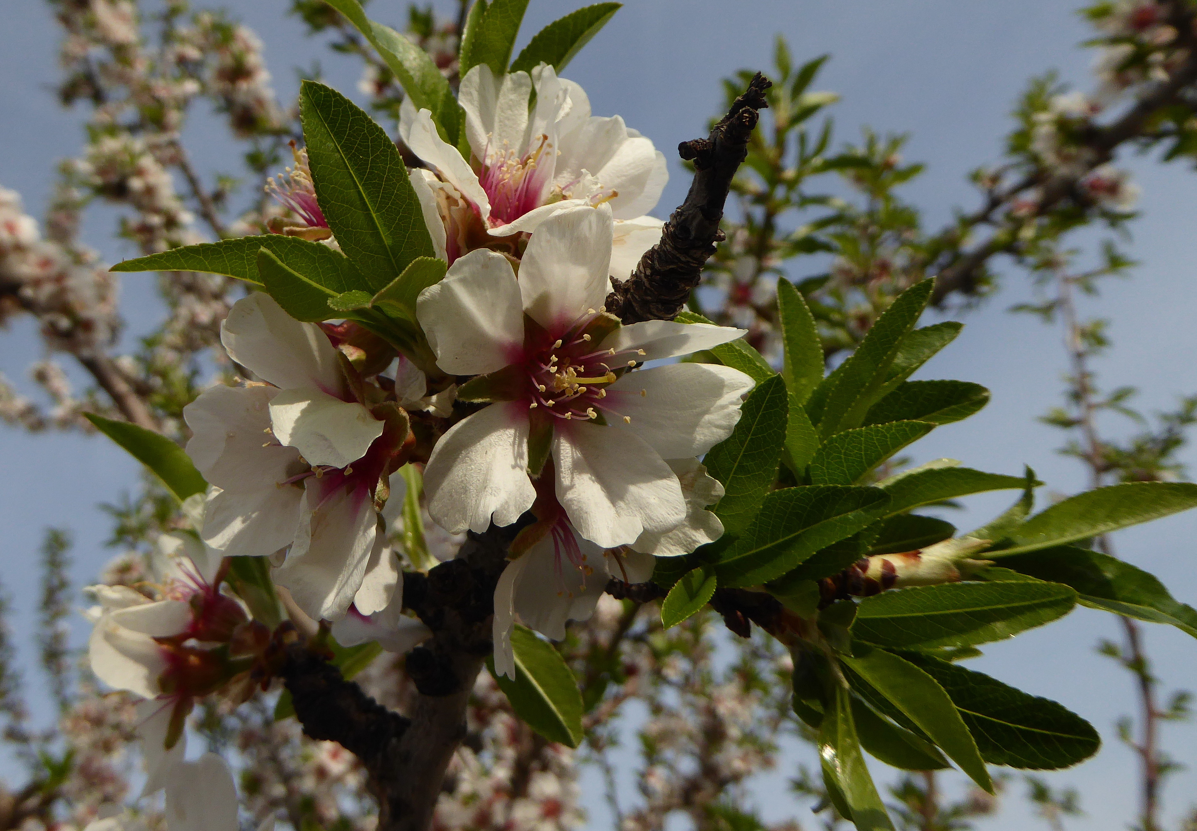 Mandelbäume (8).jpg