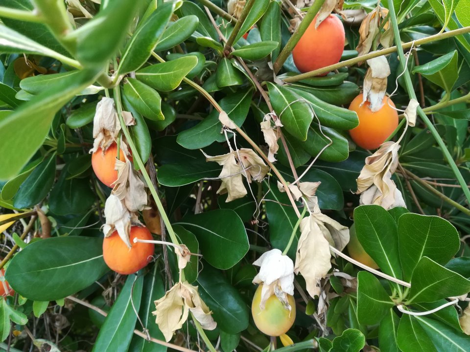 Maracuja- Pflanze