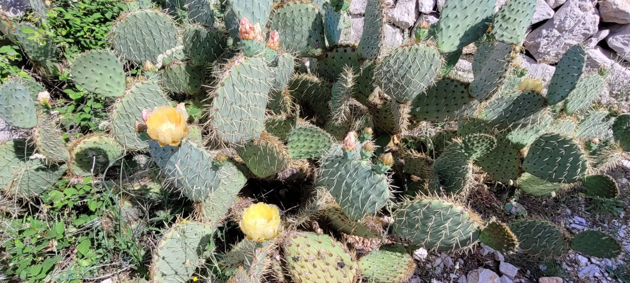 Mitteldalmatien: Pag > Kaktus